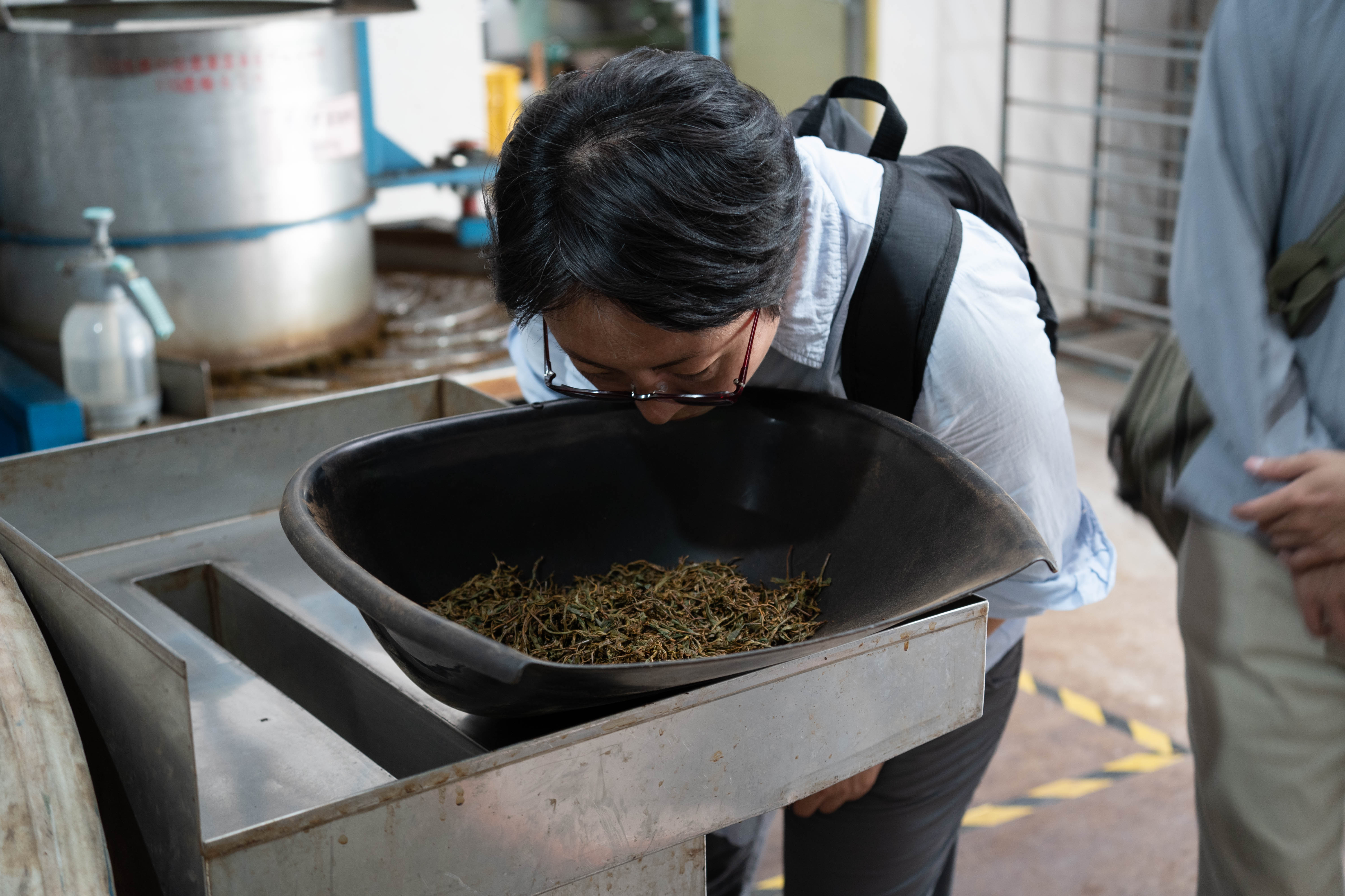 山茶資料庫