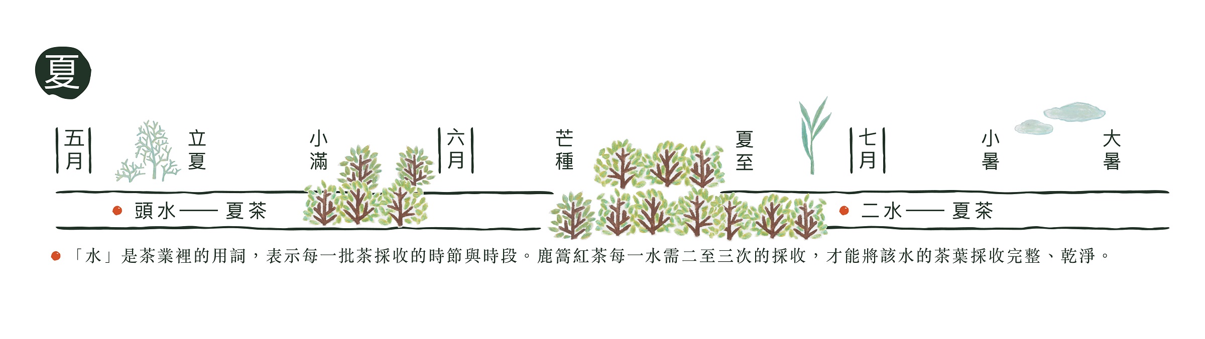 鹿篙夏季