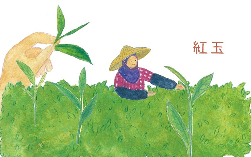 紅玉臺茶18號