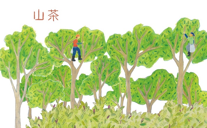 山茶